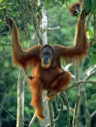 Décrire un animal: L'orang outan Images?q=tbn:ANd9GcRkMx_lxirbIZBZ0FezaPxVKAxYje8kO5bkyYd8WIK0FOn6bXRjeA