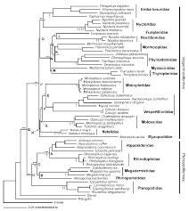 Image result for Adenia zambesiensis