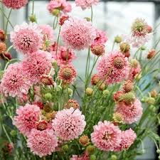 Image result for Scabiosa