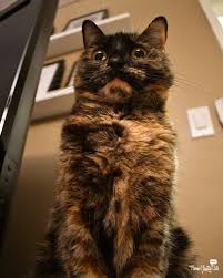 Chatty Cats Handsome Comfy And More Cats Funny Cat Videos Tortie Kitten