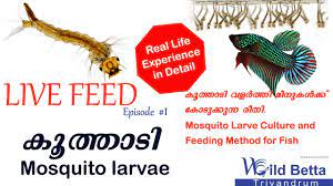 Maybe you would like to learn more about one of these? Live Feed Betta Fish Mosquito Larvae Youtube