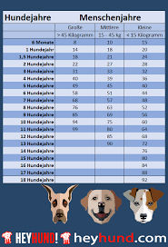 Also ein senior ist ein hund circa ab 10 jahre wobei es immer darauf ankommt wie aktiv ein hund noch. Wie Alt Werden Hunde Lebenserwartung Beeinflussen