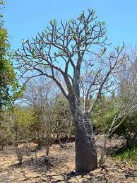 Image result for Pachycarpus firmus