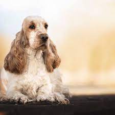 Pin By Toye Price On Sobaki Cocker Spaniel English Cocker Spaniel Spaniel