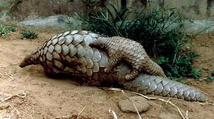 Armored Dogs In 2020 Pangolin World Animal Protection Indian Pangolin