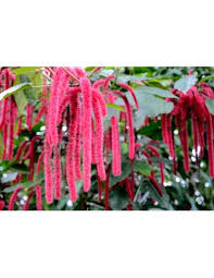 Image result for Acalypha bipartita