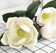 Image result for Magnolia White 1980 Amos and Sons
