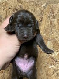 You should also make sure that the puppy gets plenty of freshwaters and feeds are made on a schedule. Labrador Retriever Puppies For Sale Houston Oh 331884