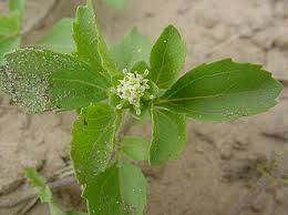 Image result for Acanthospermum australe