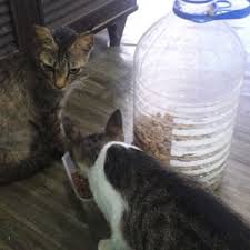 Kucing nggak boleh stres, makanan harian harus berkualitas, kucing harus di vaksin, rutin kasih obat cacing, steril kucing, dll. Cara Buat Bekas Makanan Kucing Automatik D I Y