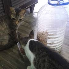 Tapi, inginnya dengan harga miring tanpa mengenyampingkan nutrisi kucing kesayanganmu? Cara Buat Bekas Makanan Kucing Automatik D I Y