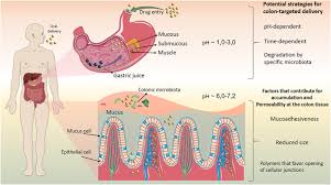 Anitta pre pa ra ( rana suzana dança e muitoo). Oral Delivery Of Micro Nanoparticulate Systems Based On Natural Polysaccharides For Intestinal Diseases Therapy Challenges Advances And Future Perspectives Sciencedirect