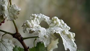 Image result for Uncinula necator