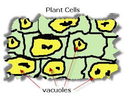 Plant cells are eukaryotic cells present in green plants, photosynthetic eukaryotes of the kingdom plantae. Plant Cells Vacuoles Vancleave S Science Fun