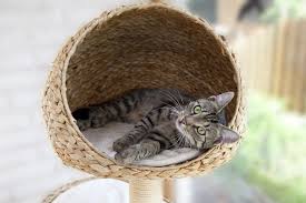 Es gibt solche laufräder für katzen zwar bereits fertig zu kaufen, jedoch sind sie oft teuer und/oder nicht passend für unsere individuellen katzen. Der Kratzbaum Darauf Kommt Es Der Katze Wirklich An Herz Fuer Tiere De