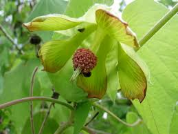 Image result for Abutilon sp.no.2