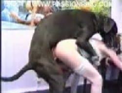 Sexo prono filmes eróticos zoologico cachorros na pica. Cachorro Preto Gigante Fodendo A Xana Da Magrinha Tesuda Zoofilia Gratis