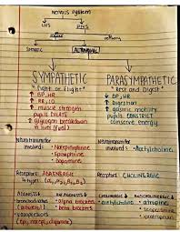Image result for Autonomic Nervous System