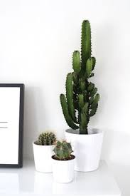 Even though succulents are low maintenance plants, being able to identify different types of succulents still help you take better care of them. 21 Plants Ideas Plants Indoor Plants Planting Flowers