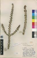 Image result for Euphorbia matabelensis