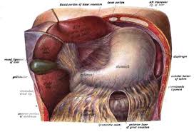 The swelling and inflammation of the liver pushes on its covering tissue or liver capsule causing pain. Figure Liver Anatomy Contributed By Wikimedia Commons Dr Johannes Sobotta Public Domain Statpearls Ncbi Bookshelf