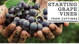 Image result for grapevine cuttings