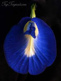 Image result for Clitoria