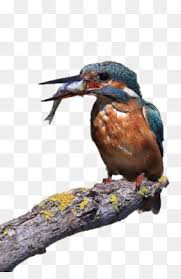 Gambar burung murai batu aceh freepictureshd. 40 Burung Murai Vector Png Terupdate Burungliar