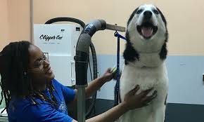 Welcome to furrytails dog grooming. Dog Cat Grooming Houston Tx Urban Tails Pet Resort