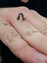 Caterpillars- buck moth caterpillar, cankerworms and tent caterpillars |  Urban IPM
