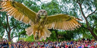 Fun finds for every occasion & every day! Fresno S Christmas Tree Lane Visit California