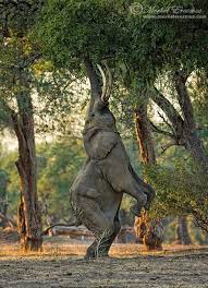 80 Best Award Winning Wildlife Photography Examples From Around The World Animals Animals Beautiful Animal Photography