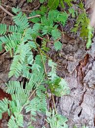 Image result for Newtonia hildebrandtii