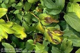 Image result for Eragrostis botryodes