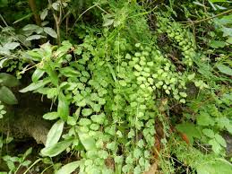 Image result for Cheilanthes angustifrondosa