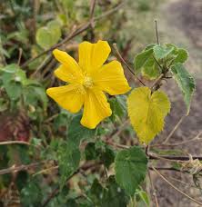 Image result for Abutilon grantii