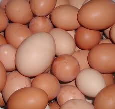Αποτέλεσμα εικόνας για eggs pictures