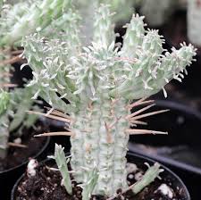 Image result for Euphorbia corniculata