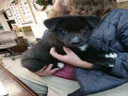 Maybe you would like to learn more about one of these? Puppyfinder Com Goberian Dogs For Adoption Near Me In Florida Usa Page 1 Displays 10