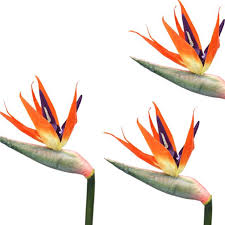 Check spelling or type a new query. Artificial Large Bird Of Paradise Flower Stem X3 Plastic Tropical Flowers Ebay