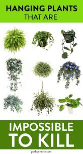 The Best 9 Indoor Hanging Plants Even A Beginner Won T Kill Posh Pennies Hanging Plants Outdoor Hanging Plants Indoor Hanging Plants