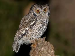 Check spelling or type a new query. Long Tufted Screech Owl Megascops Sanctaecatarinae Birds Of The World