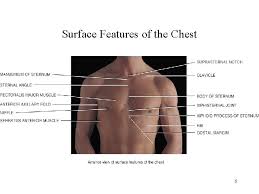 Muscles.—the surface muscles covering the thorax belong to the musculature of the upper extremity (figs. Chapter 12 Surface Anatomy 1 Surface Anatomy Of