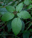 Image result for Cayratia gracilis