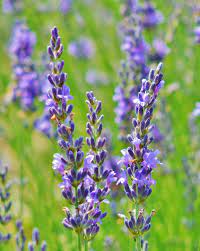 Lavender Macrolavender Flower Photography Purple Flowers Etsy In 2021 Flowers Photography Purple Flowers Lavender Flowers