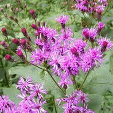 Image result for Vernonia sengana
