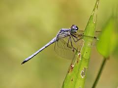 Image result for Satyrium kitimboense