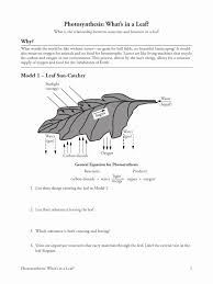 Photosynthesis Diagrams Worksheet Answers Fresh Synthesis And Respiration Model W In 2020 Photosynthesis Worksheet Persuasive Writing Prompts Photosynthesis Activities