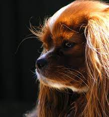 Should You Trim Your Dog S Whiskers Humans For Dogs
