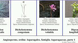 Image result for Dipcadi longifolium